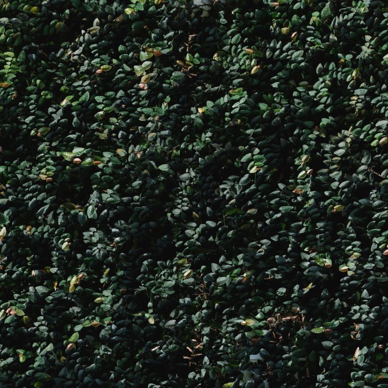 ESG Leader Skills: 5 Must-Have Traits for Your Next Exec